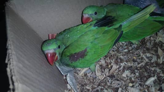 healthy pahadi parrots 3 available