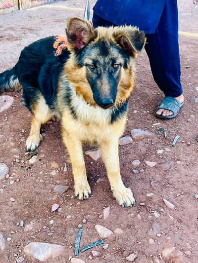 Belgium Shepherd female for sale age 6 month All viccinated