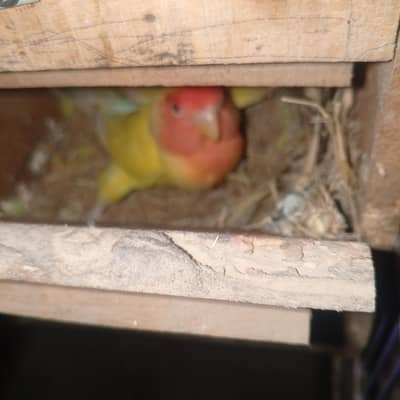 love birds natina Red eye