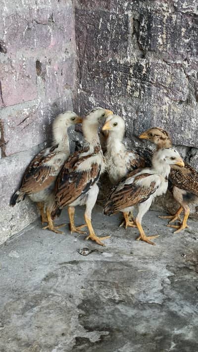 Aseel chicks