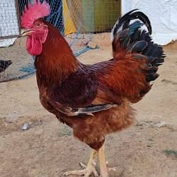 desi murgha | golden misri pathi | misri | hen /مرغی