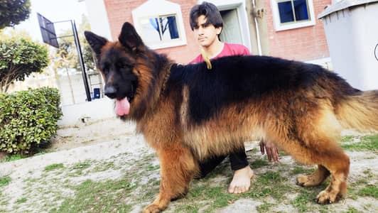 Poland Show class German shepherd Male