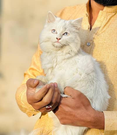 persian Cate | Cute | Kitten | Persian Kitten | Double Coated