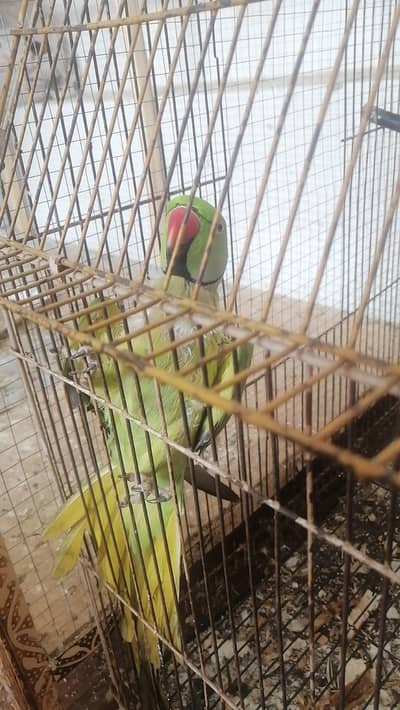 talking parrot ringneck