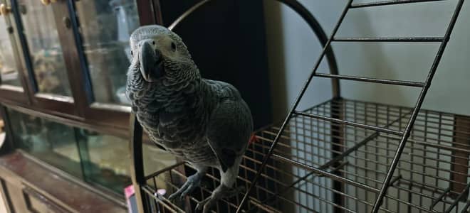 African grey parrot chik 03084102973
