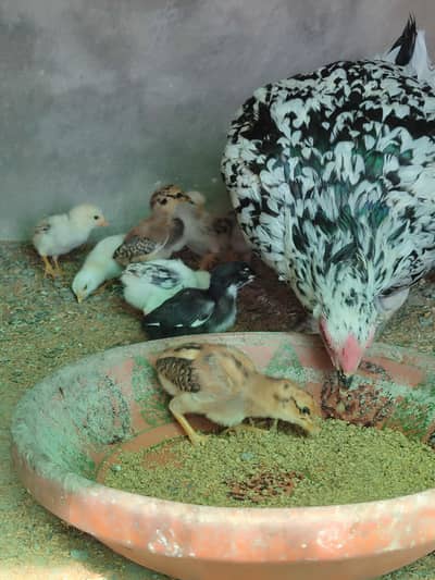 Mianwali Aseel Chick for sale