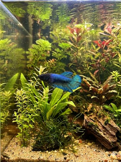 Female high quality betta fish available