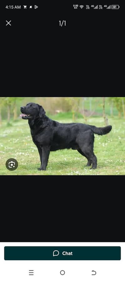 Labrador pure baredar