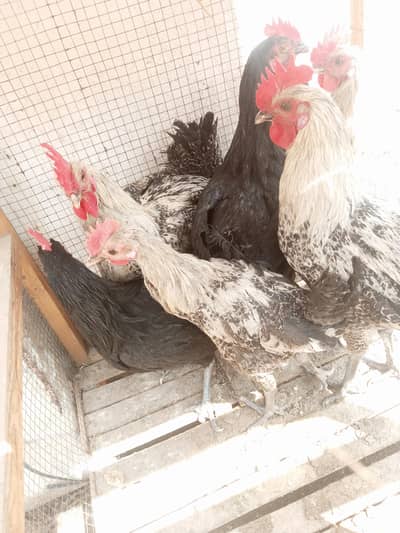 young  roosters for sale