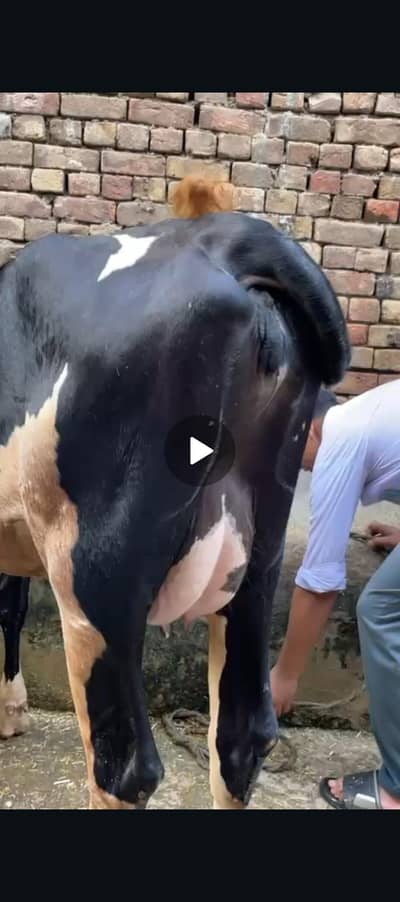 Pure Friesian pehla sua cow for sale.