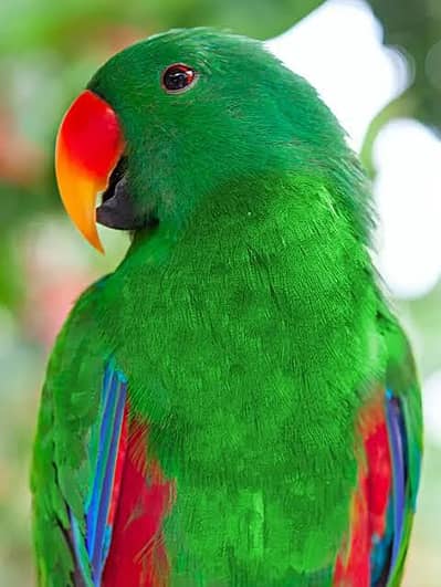 eclectus