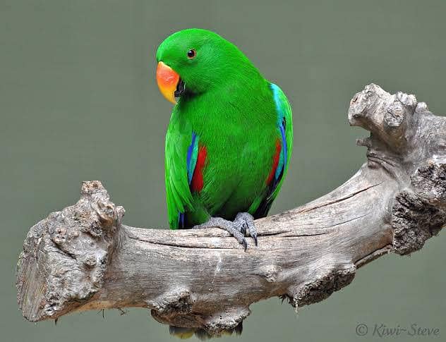 eclectus 1