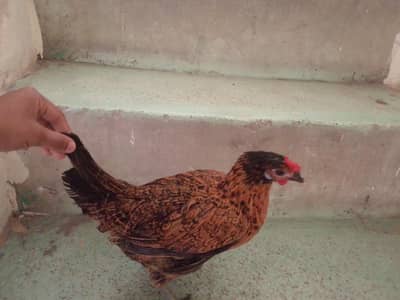 white is aseel and desi cross and black is desi and Rose egg deti hai