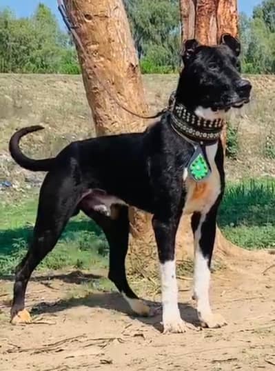 bully gultair male 12 month for sale