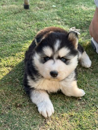 Pure husky for sale punch face