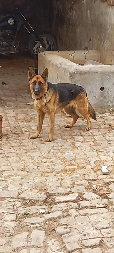 breeder female near to heat