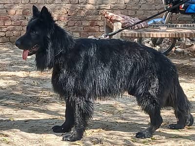 German Shepherd Male