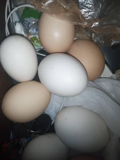 golden misri hen egg for sale available fartiles eggs and non fartails