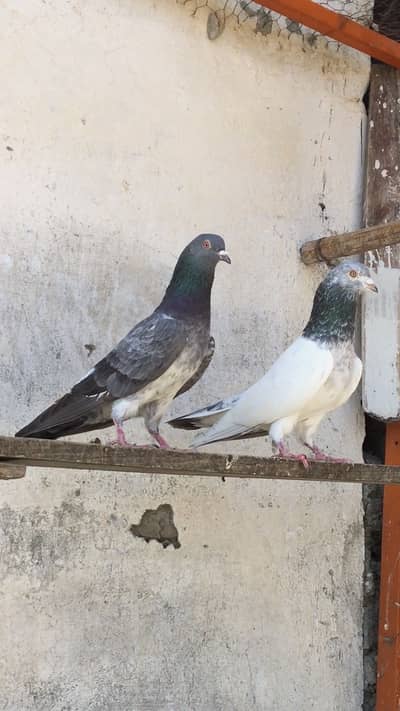 Quality pigeons kabotar jory bachy available