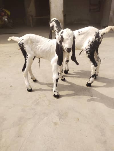 makhi chini females for sale