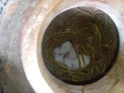 White red eyes baby rabbits avalable for sale