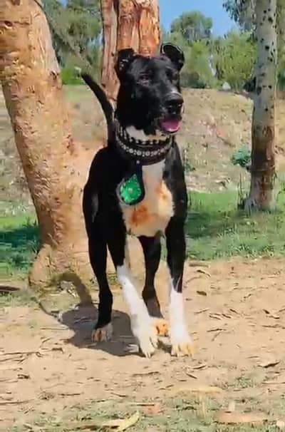 bully gultair male 12 month for sale