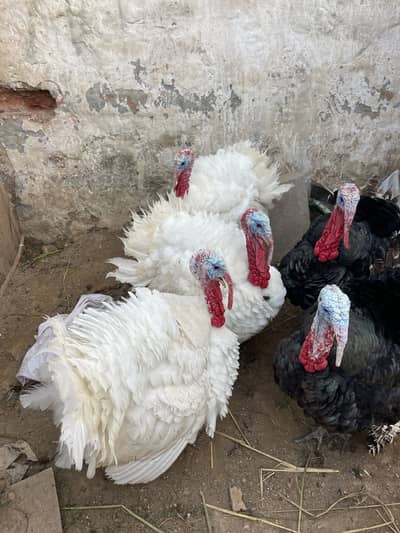 Turkey Birds Male Full Adult Breedar