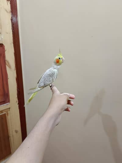 Hand tame cocktail 0/3/1/6/0/2/7/8/4/6/2