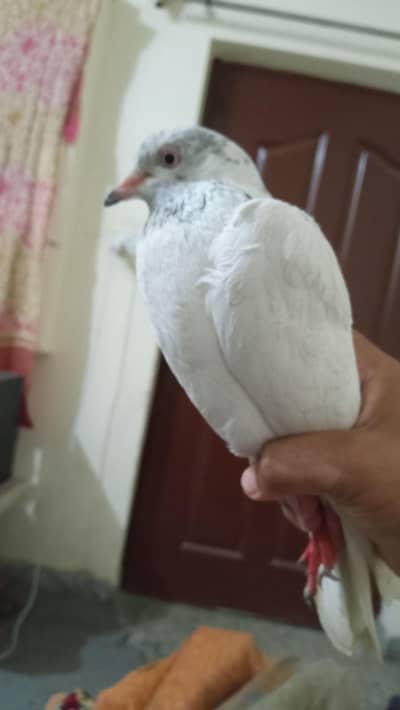 White Female Pigeon for Sale – Healthy Domestic Pigeon
