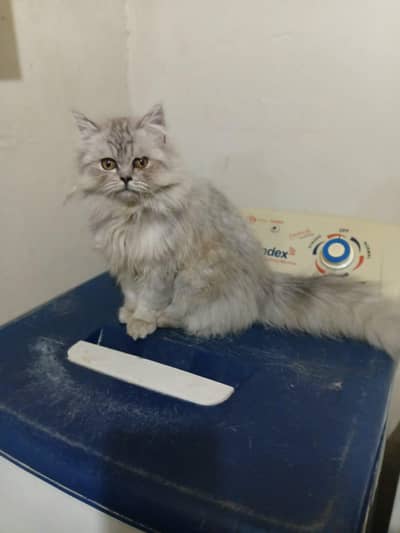 full haldi 3 kod kitan available for sell