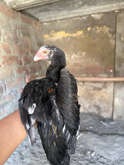 Mushka aseel mianwali chicks pair