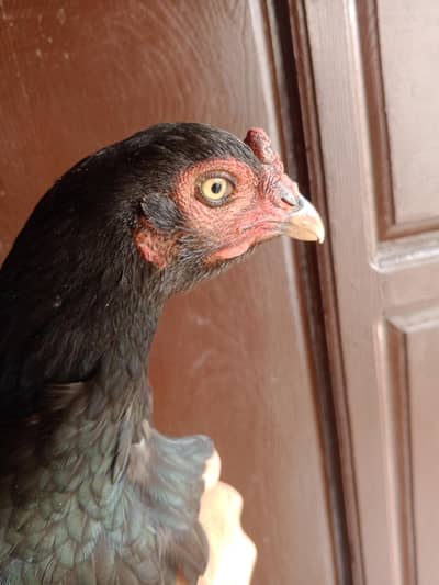 aseel murgi for sale