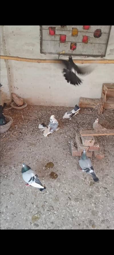 Pigeons Avliable For sale and exchange in faisalabad 0309/6985/528
