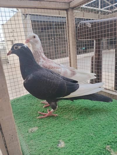 Pigeons Avliable For sale and exchange in faisalabad 0309/6985/528
