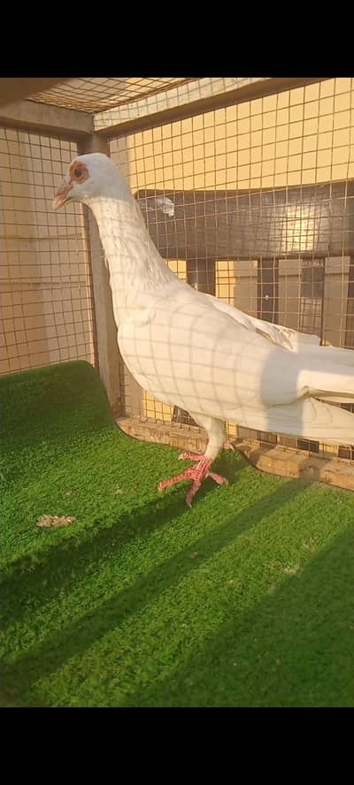 Pigeons Avliable For sale and exchange in faisalabad 0309/6985/528