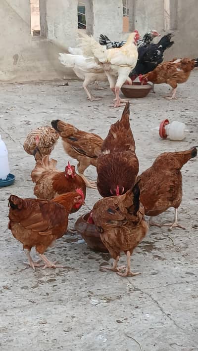 dasi murgiya egg dana wali for sale  1,500