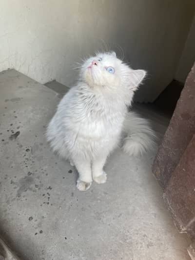 White Persian cat