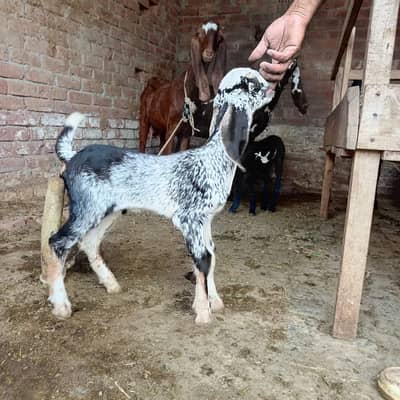 Goat fom urgent for sale
