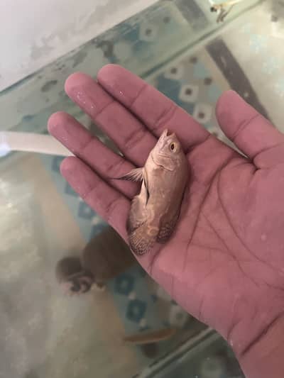 4 months active oscar