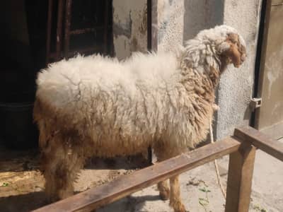 Bakra chatra 7 month age healthy and active