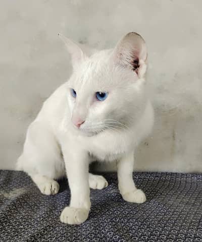 Beautiful Turkish Angora Cat for Sale – Blue Eyes