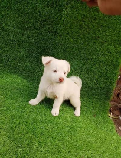 Russian puppy dog for sale only Whatsapp number 03327945291