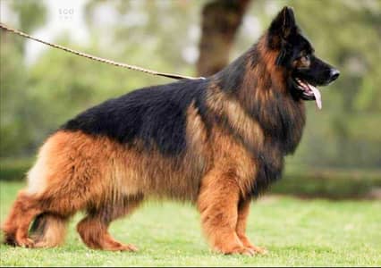 Top of Line Poland Show class German shepherd Male