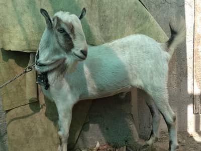 Teddi,teddy ablak breeder Bakra barbari Ando tedy