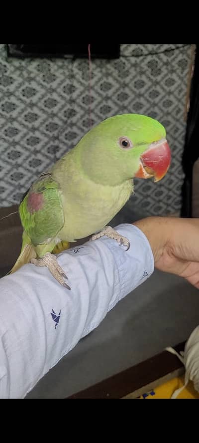 Raw female talking krti ha handtam, healthy, active, all ok ha