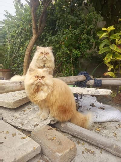 PIKKI FACE MALE PERSIAN FACE FEMALE FOR SALE