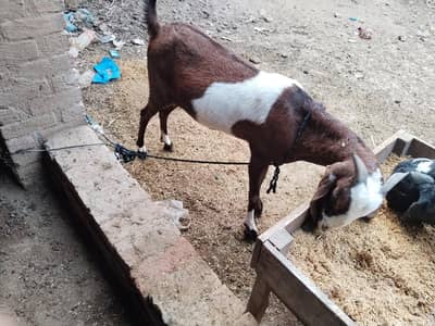 gaban Desi bakri 4 month gaban