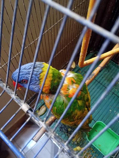 Ringneck or Lori Bird