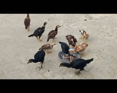 aseel chicks 03356479354