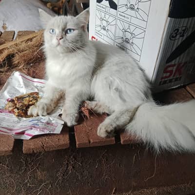 Beautiful white Persian cat